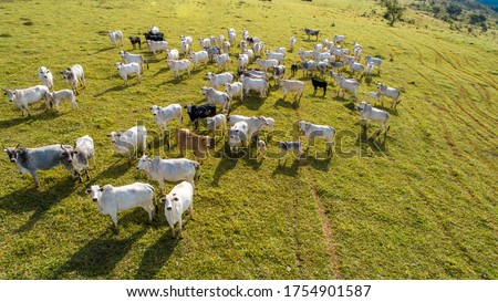Aerial view of herd nelore cattel on green pasture in Brazil Royalty-Free Stock Photo #1754901587