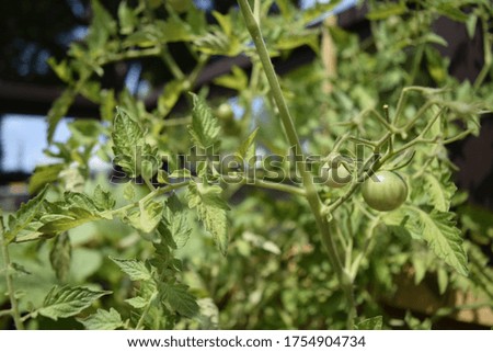growing black cherry tomatoes on the patio