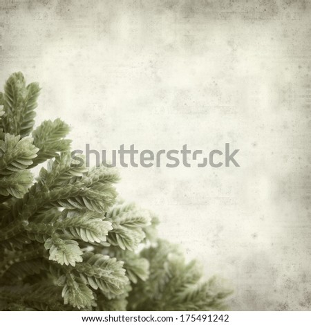 textured old paper background with Selaginella;, tropical moss