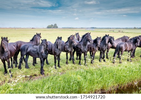 Beautiful black horses in the meadow in the spring in the Netherlands, province Friesland region Gaasterland
 Royalty-Free Stock Photo #1754921720