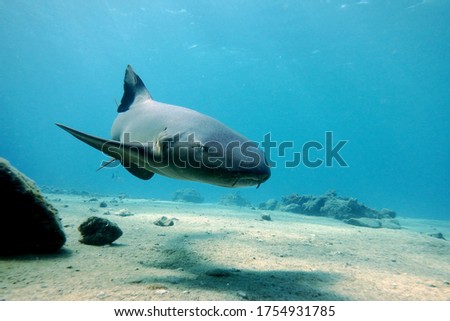 
Beautiful nurse shark swimming peacefully in caribbean water, the animal is gray and brown the background is blue