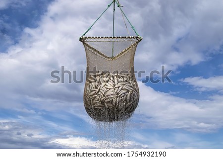 Scoop net with the fresh Pacific herring ( Clupea pallasii ) catch. Fishing industry in the far East of Russia. Sea of Okhotsk, Khabarovsk region. Royalty-Free Stock Photo #1754932190