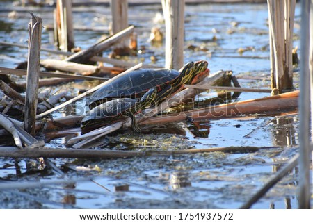 cute painted turtles resting near an open shore 