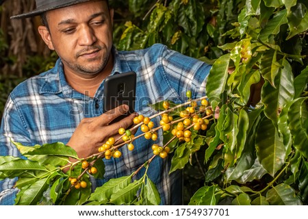 Farmer with smartphone taking picture of beans in coffee plant. Online coffee analysis. Agronomist service over the internet. Fertilization or pests. Brazilian.