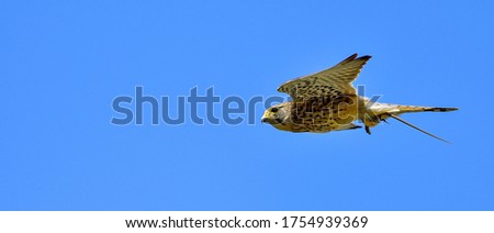 Kestrel (Chogenbo) grabs a big lizard and fly back to the children