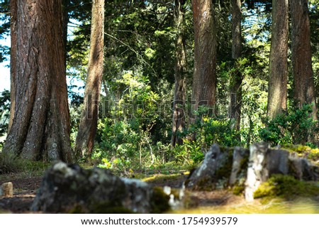 Colombian forest with trees, pines and trunks.