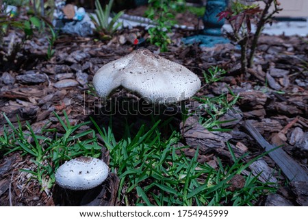 Close-up of mushroom and grass after rain