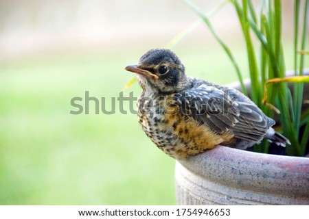 American Robin Baby Bird -Fledgling Sitting  Royalty-Free Stock Photo #1754946653