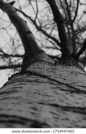 Black and white tree during winter time with the focus on its trunk