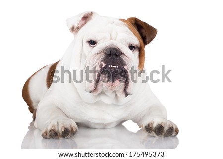 adorable english bulldog