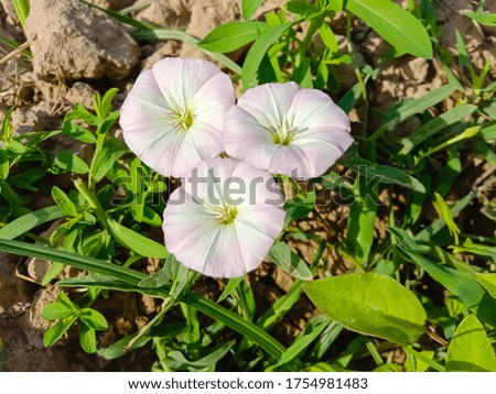 Description.Isolated flower of Convolvulus or bindweed.Creeping plant blooming with purple flowers.Morning Glory.