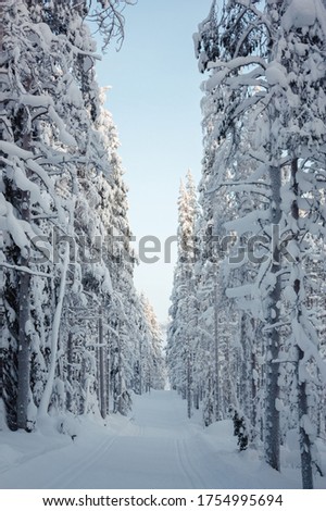 Snow Covered Trees against blue sky in Winter Forest Lapland
