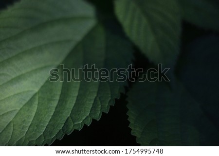 pattern and lighting on the leaves