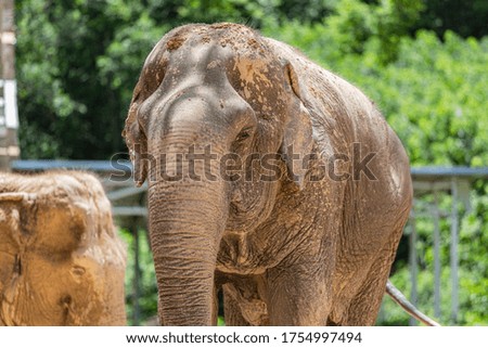 African Elephant in Asia zoo.