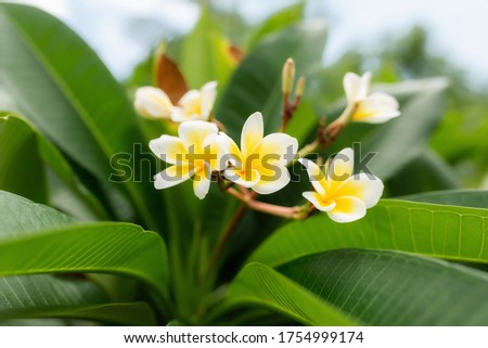 flower frangipani on with natural background