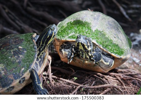 Painted turtle in wildlife on the waters edge in soft focus