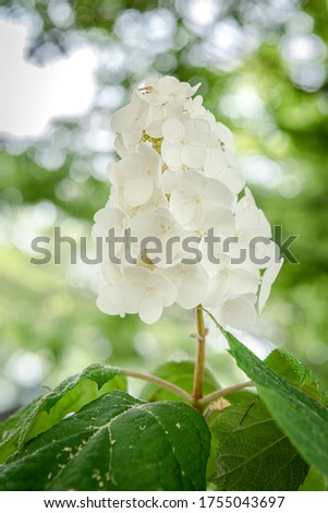 Hydrangea Flower,blooming in spring in Japan.