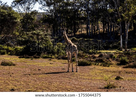 A beautiful shot of a curious giraffe in a field in the daytime