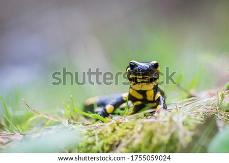 closeup of a Spotted salamander  in a forest in south of France 