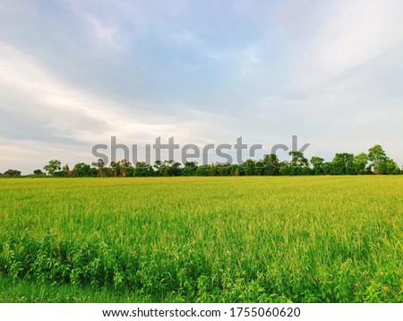 Landscape of agriculture under the skyline.Green meadow.