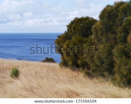 Yellow grass blue ocean and green bushes on Kangaroo island in Australia