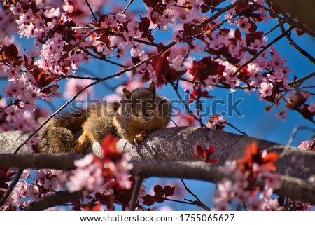 Squirrel laying in a blooming tree.