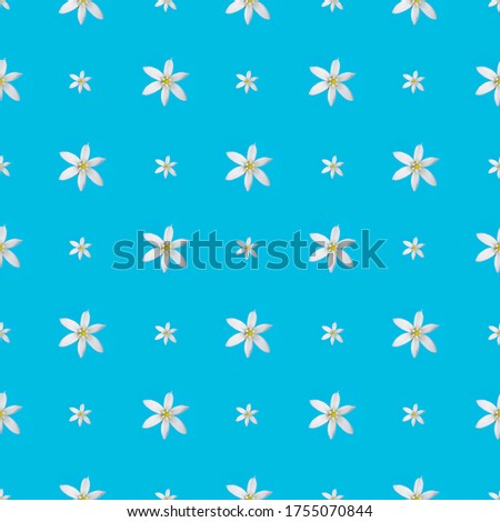 photo white flower on a blue background