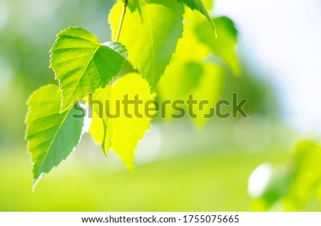 Green birch leaves lit by the bright rays of the sun. Joyful summer mood. Close-up. Defocus. Tree leaves. Royalty-Free Stock Photo #1755075665