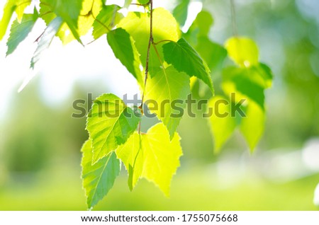Green birch leaves lit by the bright rays of the sun. Joyful summer mood. Close-up. Defocus. Tree leaves. Royalty-Free Stock Photo #1755075668