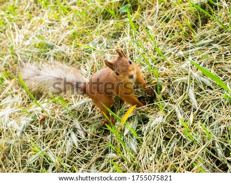 Funny red squirrel with fluffy tail among the mowed grass in the central park under the tree at summer warm day stares intently and seriously. Close up. The gaze of a squirrel. Animal in the park. 