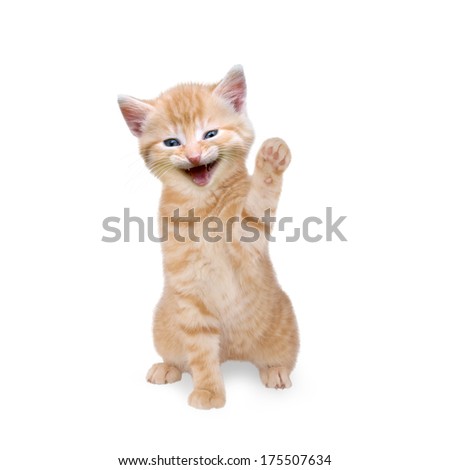 Cat / kitten is laughing Royalty-Free Stock Photo #175507634