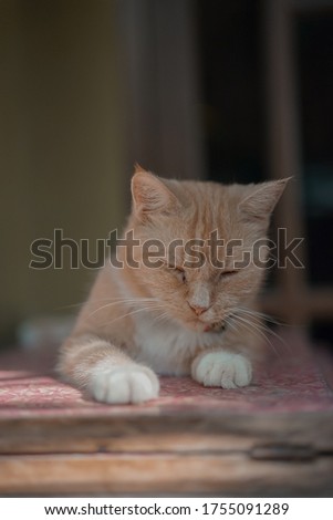 cute orange cat just wakes up