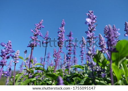 Lavender flower in flower garden. Field of lavender flower floral