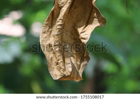 very unique brown leaf texture