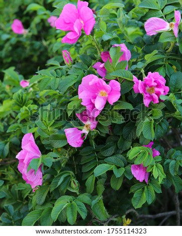 Bush of blooming pink rosehip close-up