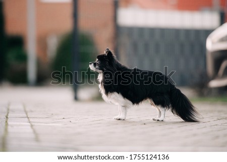 long haired chihuahua dog standing outdoors in summer