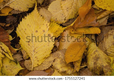 Sunny autumn background. Autumn leaf texture. Colored falling leafs. Autumn leaves lying on the ground.