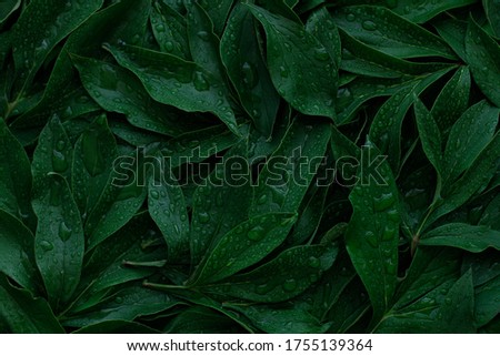 The leaves dark green color with dew drops, full frame, used as background