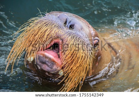 walrus (Odobenus rosmarus) male head in water. a large flippered marine mammal with a discontinuous distribution about the North Pole in the Arctic Ocean and subarctic seas of the Northern Hemisphere.