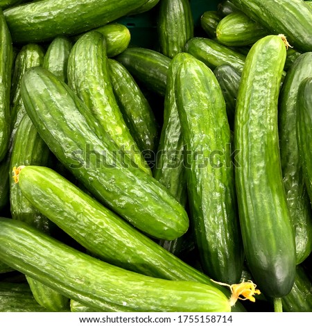 Macro photo food vegetable cucumber. Stock photo green fresh vegetable cucumber Royalty-Free Stock Photo #1755158714