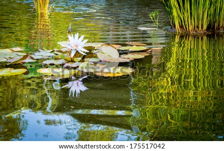 A white water lilly with reflections.