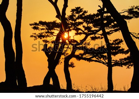 Pine and Sunrise of Jeondeungsa Temple, Ganghwado Island