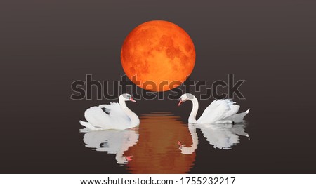 A pair of swans with reflection on the water with lunar eclipse "Elements of this image furnished by NASA"