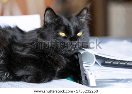 Young beautiful black cat lies on a desktop with documents at home.