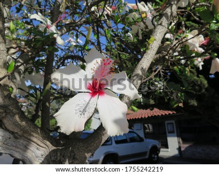 a Hibiscus waimeae in Santa Barbara in California in the month of October, USA