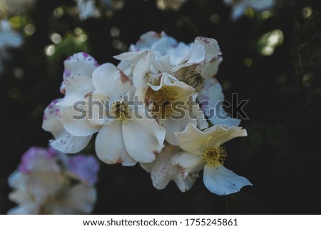 Dark Nature Flower - Nature Photography