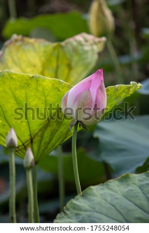The picture of lotus buds was taken in the afternoon.
