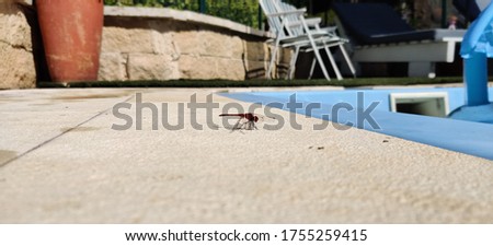 Red Dragonfly on stone tiles next to a pool