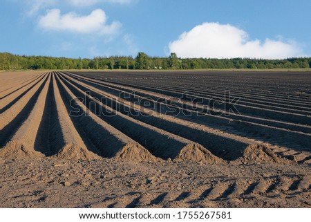 Agricultural land in the Netherlands, Friesland province, Gaasterland region, prepared for the cultivation of asparagus Royalty-Free Stock Photo #1755267581