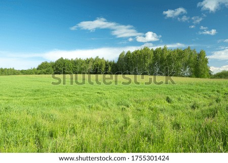 Summer view of the green meadow in front of the forest, white clouds on the blue sky